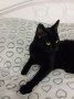 Ziggy (8)